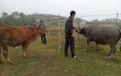 Xã Thạch Bình tổ chức tiêm phòng cho đàn gia súc, gia cầm đợt 1 năm 2024