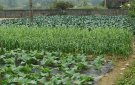 Mô hình trồng rau sạch của  nông dân xã Thạch Bình