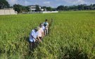 Thăm đồng đánh giá năng xuất cây lúa nếp hạt cau vụ mùa năm 2023