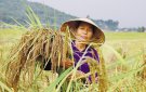 Lúa nếp hạt cau xã Thạch Bình