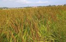 Lúa nếp hạt cau Mường Đủ, sản phẩm lợi thế về phát triển nông nghiệp của xã Thạch Bình