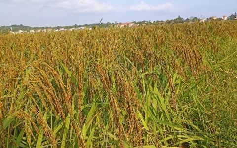 Lúa nếp hạt cau Mường Đủ, sản phẩm lợi thế về phát triển nông nghiệp của xã Thạch Bình